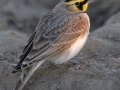 Horned Lark