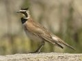 Horned Lark