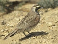 Horned Lark