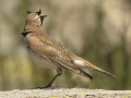 Horned Lark