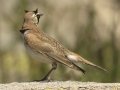 Horned Lark