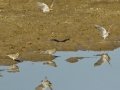 Horned Lark