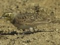 Horned Lark