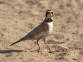 Horned Lark