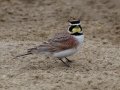 Horned Lark