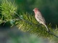 House Finch - Private Residence, Kelly Ave., Ramona, California 3/26/2019