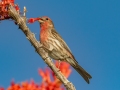 House Finch