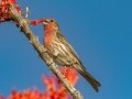 House Finch - Borrego Springs Roadrunner Club, Borrego Springs, San Diego County, California, 4/2/2014