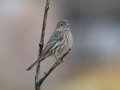 House Finch