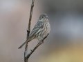 House Finch - Bird and Butterfly Garden, San Diego, California, 4/25/2015