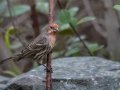 House Finch - Bird and Butterfly Garden, San Diego, California, 4/25/2015