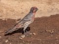 House Finch - Cuyamaca Rancho SP--Stonewall Mine, San Diego, California, 7/3/2014