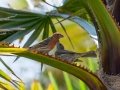House Finch - Borrego Springs Golf Course, Borrego Springs, San Diego County, California, 4/2/2015