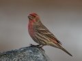 House Finch - Cuyamaca Rancho SP--Stonewall Mine, San Diego, California, 11/22/2018