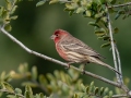 House Finch