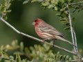 House Finch - Private Residence, Kelly Ave., Ramona, California 3/26/2019