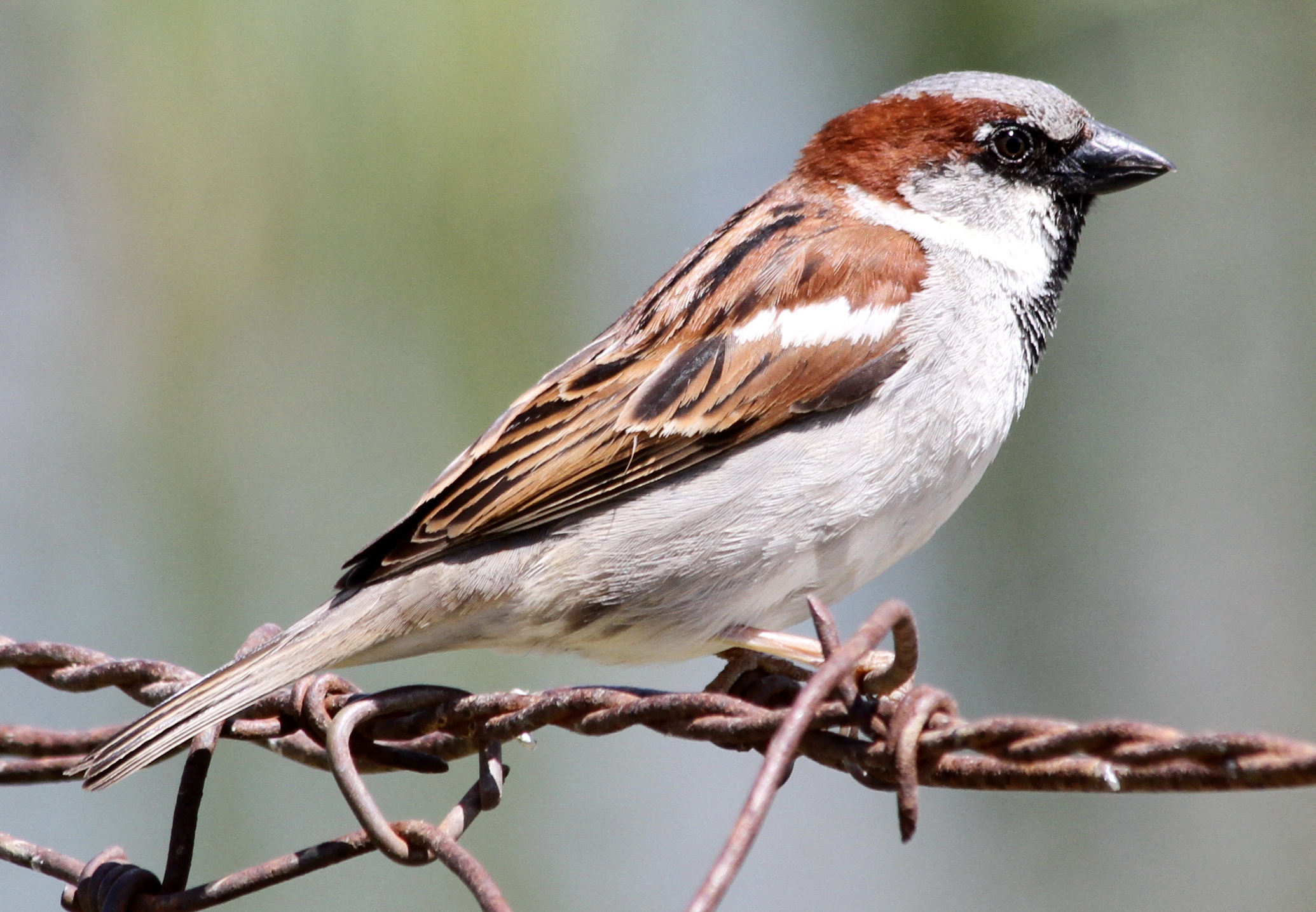 House Sparrow | San Diego Bird Spot