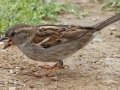 House Sparrow - Rangeland Rd., San Diego, California, 4/6/2011