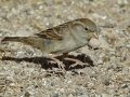 House Sparrow - Ramona Grasslands Preserve--Wildflower Loop, San Diego, California, 1/7/2018