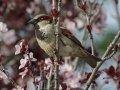 House Sparrow - Private Residence, Kally Ave., Ramona, California, 3/20/2013