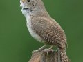 House Wren