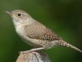 House Wren