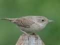 House Wren