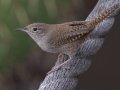 House Wren