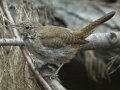 House Wren