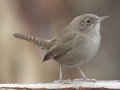 House Wren