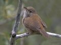 House Wren
