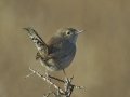 House Wren