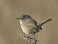 House Wren