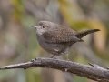 House Wren