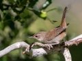 House Wren