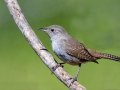 House Wren