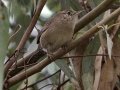 House Wren
