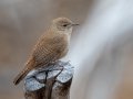 House Wren
