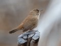 House Wren
