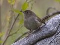 House Wren
