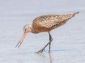 Hudsonian Godwit Hudsonian Godwit