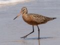 Hudsonian Godwit Hudsonian Godwit