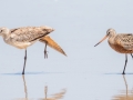 Hudsonian Godwit (right)  with Marbled Godwit stretching it's wings (left).