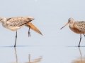 Hudsonian Godwit (right) with Marbled Godwit stretching it's wings (left). Hudsonian Godwit (right) with Marbled Godwit stretching it's wings (left).