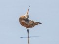 Hudsonian Godwit Hudsonian Godwit
