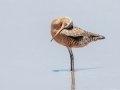 Hudsonian Godwit Hudsonian Godwit
