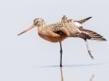 Hudsonian Godwit Hudsonian Godwit