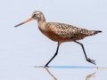 Hudsonian Godwit Hudsonian Godwit