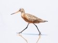 Hudsonian Godwit Hudsonian Godwit