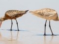 Hudsonian Godwit with Marbled Godwit Hudsonian Godwit with Marbled Godwit